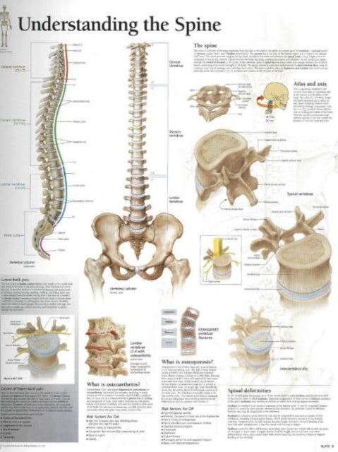 Scientific Publishin - Understanding the Spine Laminated Poster - New