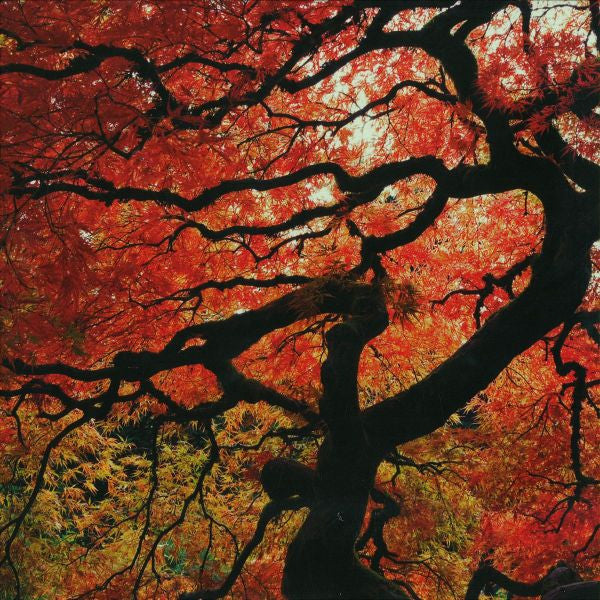 Alcatraz - Giv Me Luv - New Vinyl Record 12"