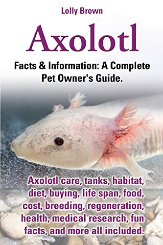 Brown - Axolotl. Axolotl Care, Tanks, Habitat, Diet, Buying, Life Span