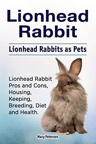 Peterson - Lionhead Rabbit. Lionhead rabbits as pets. Lionhead rabbit