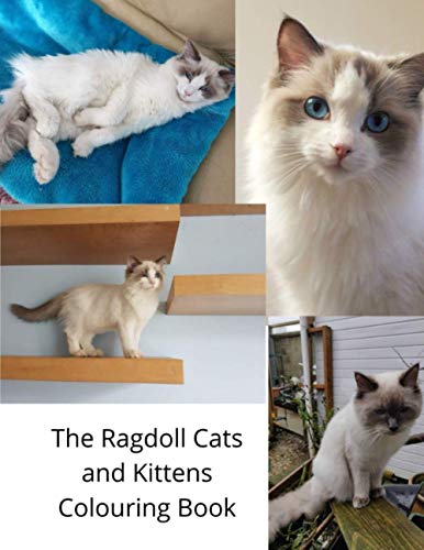 Barrton - Ragdoll Cats and Kittens Colouring Book - New paperback or s