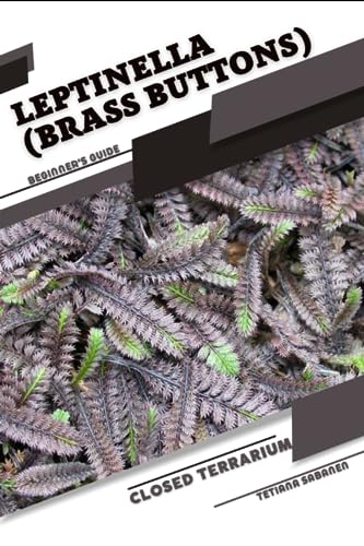 Sabanen - Leptinella (Brass Buttons) Closed terrarium, Beginner's Gui