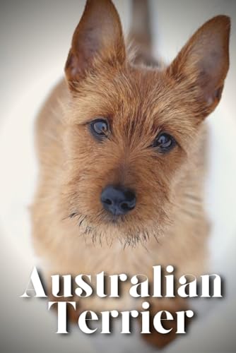 Pustova - Australian Terrier How to train your dog and raise from pup
