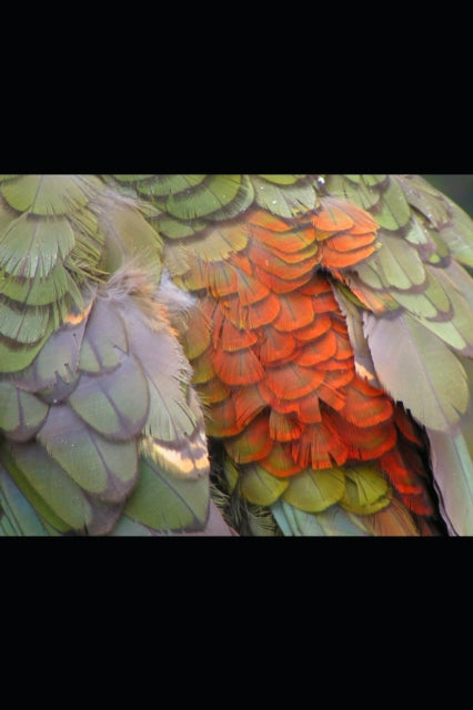 Ransopher - Collected Poems Volume Three 2006-2009 - New paperback or