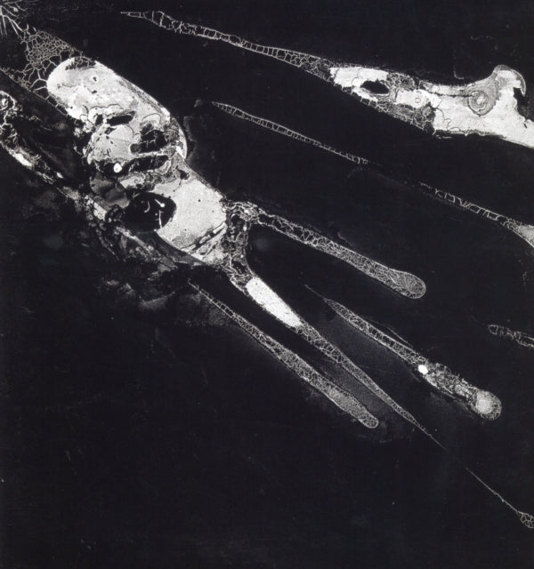 PSYCHIC HEALTH - Vinyl Record
