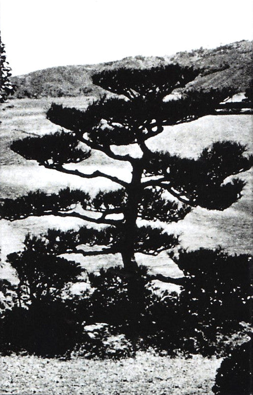 Violent Shogun - Possibility Of Life's Destruction - Used Cassette