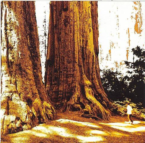 Conifer - Used CD