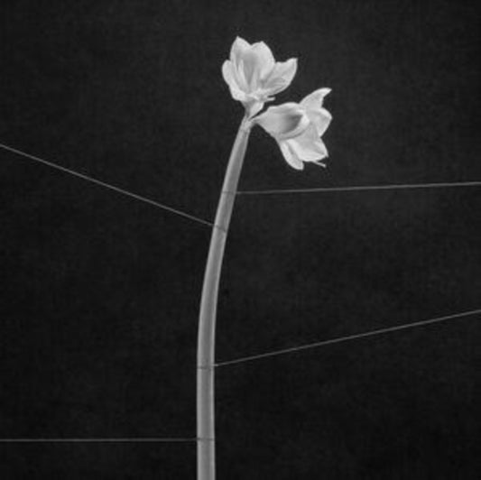 TRENTEMOLLER - DREAMWEAVER - New C-90 FERRIC