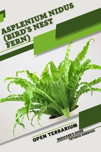 Sabanen - Asplenium nidus (Bird's Nest Fern)  Open terrarium, Beginner