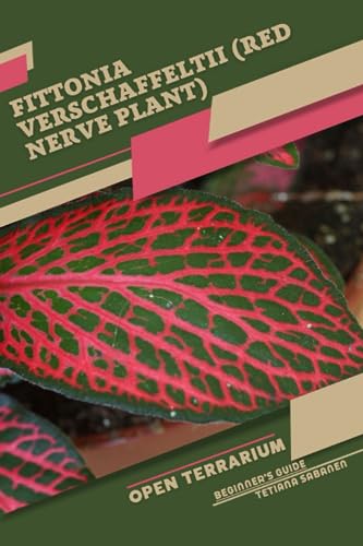 Sabanen - Fittonia verschaffeltii (Red Nerve Plant)  Open terrarium, B