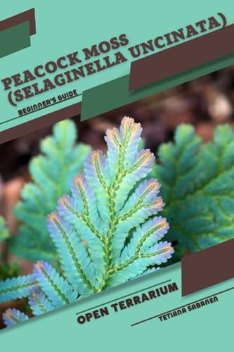 Sabanen - Peacock Moss (Selaginella uncinata)  Open terrarium, Beginne