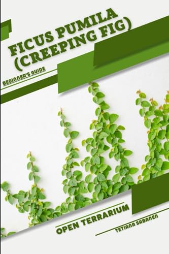 Sabanen - Ficus pumila (Creeping Fig)  Open terrarium, Beginner's Guid