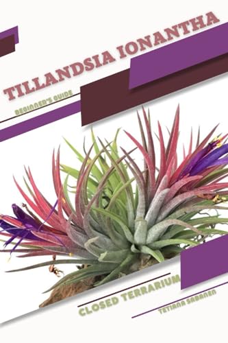 Sabanen - Tillandsia ionantha  Closed terrarium, Beginner's Guide - Ne