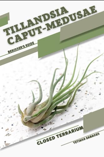 Sabanen - Tillandsia caput-medusae  Closed terrarium, Beginner's Guide