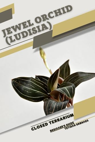 Sabanen - Jewel Orchid (Ludisia)  Closed terrarium, Beginner's Guide -