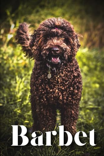 Pustova - Barbet  How to train your dog and raise from puppy correctly