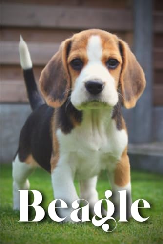 Pustova - Beagle  How to train your dog and raise from puppy correctly