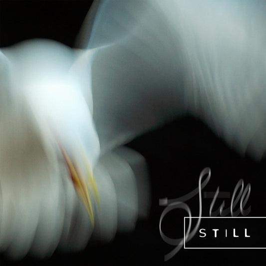 Aria Rostami & Danie - Still - New CD