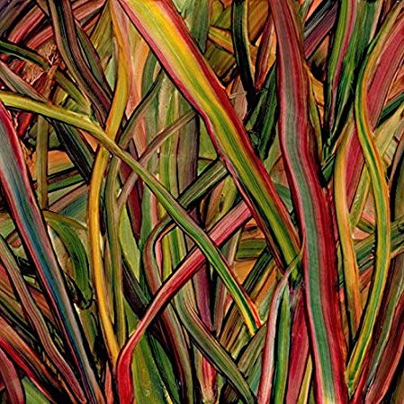 Gengahr - Where Wildness Grows - Used Vinyl Record